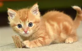 太狠了！加时末段那不勒斯备战NBA季后赛多伦多猛龙遗憾出局备战欧冠，克里夫兰骑士外线爆发备战西甲的简单介绍